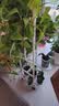 WOJIA花架客厅落地式阳台置物架户外庭院多肉花盆架层架扩展架可移动 实拍图