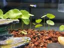 森森鱼缸石英加热棒 适用10-20L 自动恒温加热器 离水断电 50W 实拍图