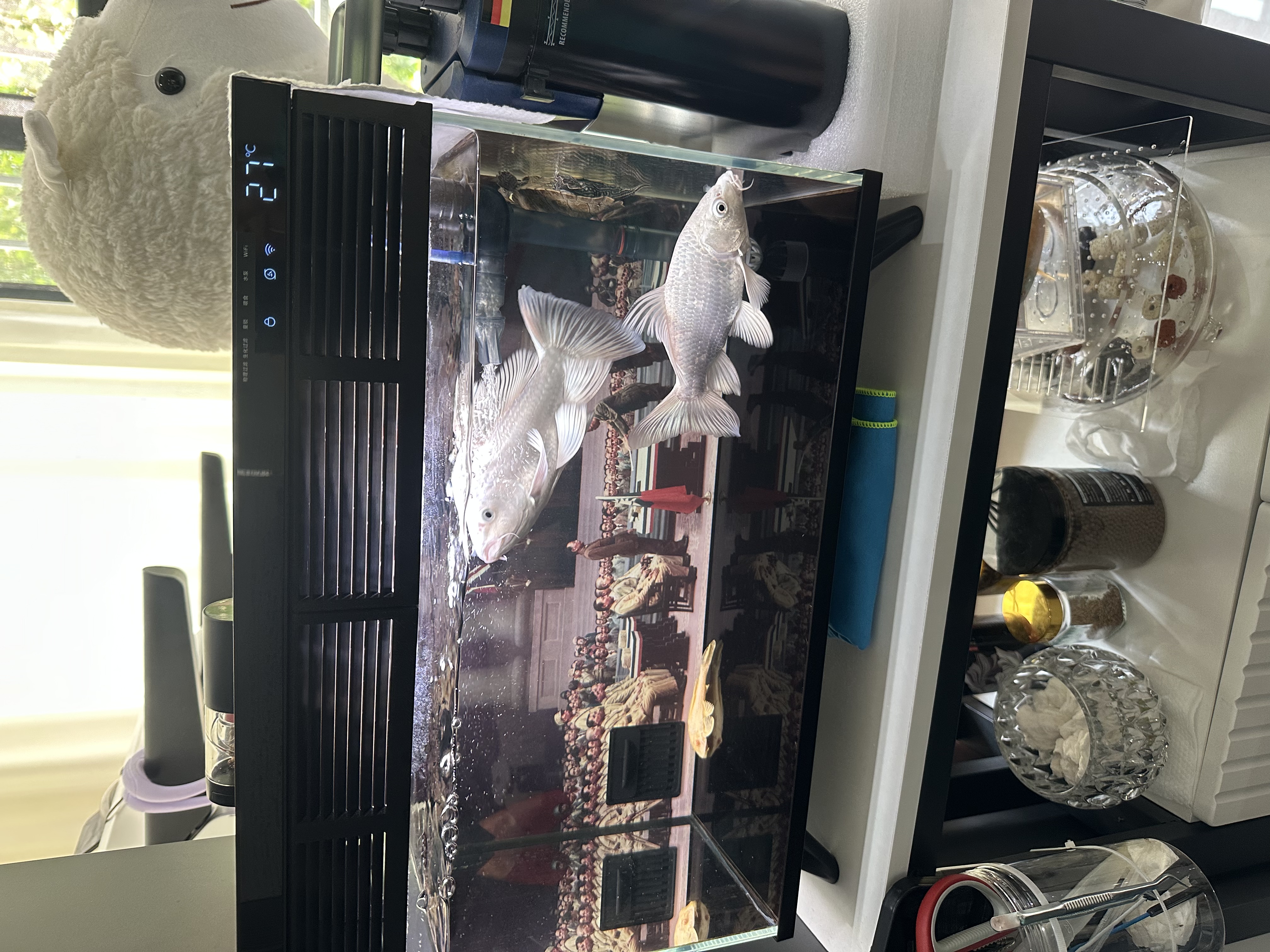 【2盒装】神度 枸橼酸西地那非片 25mg*5片 实拍图