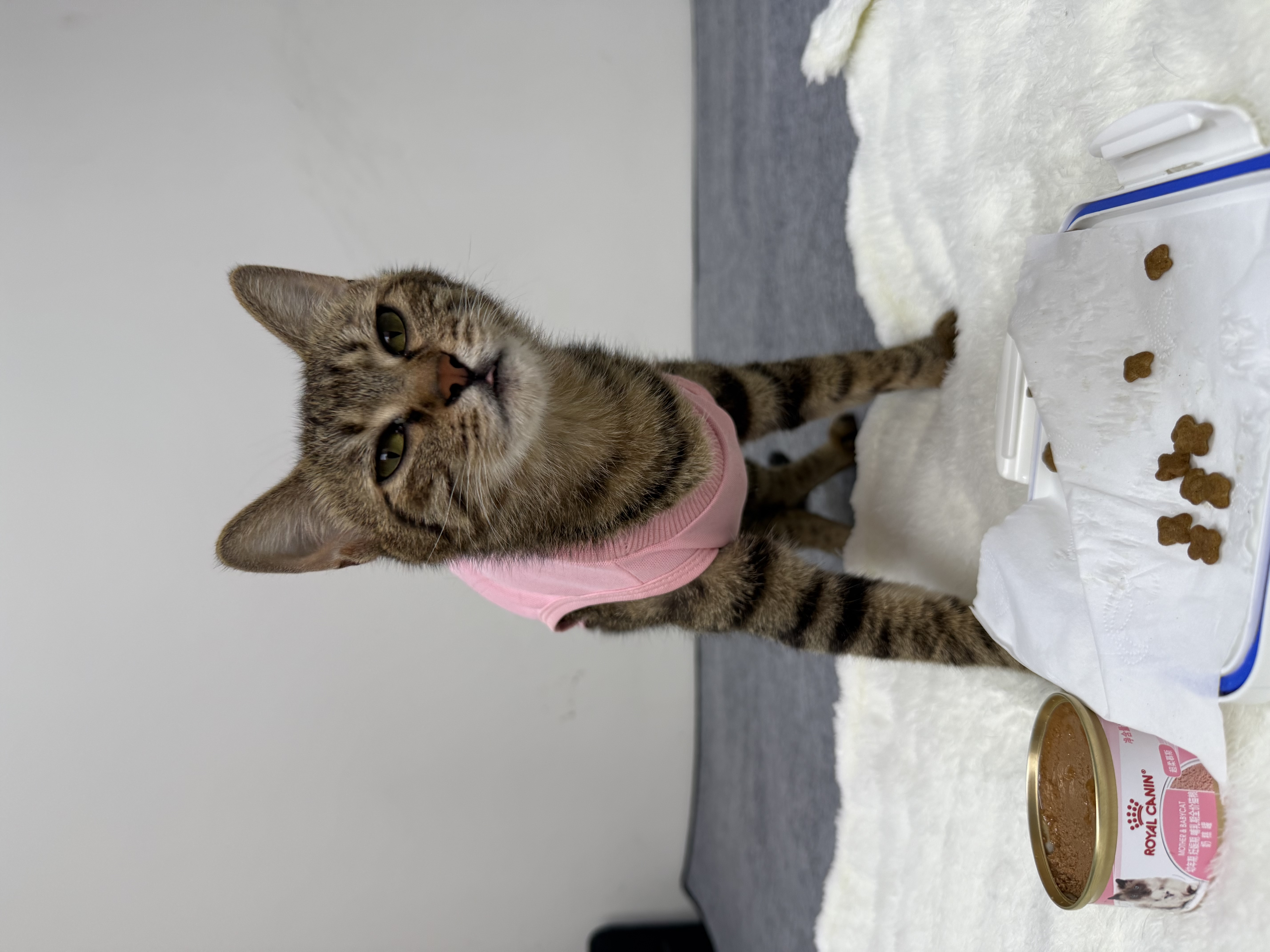 欢宠网宠物猫咪绝育服猫手术服母猫衣服断奶术后恢复幼小猫猫透气防舔衣 实拍图