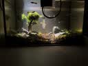 寿禾 水草泥造景鱼缸水族箱底砂种植泥 水草泥1kg 实拍图