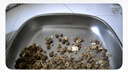 顽皮小金盾猫粮100%鲜肉全价成猫冻干猫粮1.8kg*4鸭肉配 新老随机发货 实拍图