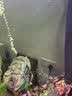 创宁鱼缸刮藻刀【B3版可调节】清洁工具无死角刷子长柄铲刀神器 实拍图