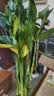 京东绿植观音竹水培植物带根花卉绿植室内盆栽带花瓶好养源头直发 实拍图