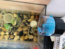 坤宁王自动喂鱼器鱼缸自动喂食器小型鱼金鱼自动投食器定时喂鱼器 实拍图