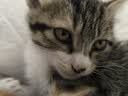 诚实一口P40全价猫粮 成猫幼猫80%高鲜肉长肉美毛养胃鸡鱼口味通用型400g 实拍图