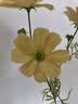 爱已装糖仿真花假花假绿植花瓶插花diy花束塑料花客厅摆件装饰花格桑花1束 实拍图