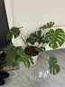 叹为观止大型独杆发财树庆典乔迁盆景绿植办公室盆栽客厅大型植物 龟背竹0.8-1米 含盆 实拍图