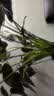 九千谷植物攀爬支架包钢管花盆爬藤花架蔷薇月季葡萄固定架子45CM4627 实拍图