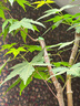 GERTHRON德国【冠军推荐】植物树木果树伤口愈合剂涂切口盆景果树苗木伤愈 专业植物树木伤口愈合剂 500g 1瓶 【热销爆款】促进树木伤口愈合 实拍图