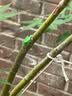 GERTHRON德国【冠军推荐】植物树木果树伤口愈合剂涂切口盆景果树苗木伤愈 专业植物树木伤口愈合剂 500g 1瓶 【热销爆款】促进树木伤口愈合 实拍图