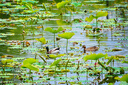 适马（SIGMA）16-300mm f3.5-6.7 DC OS ｜Contemporary 半画幅 远摄变焦镜头 旅游风光人像（索尼E卡口） 实拍图