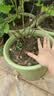 爱丽思花盆塑料圆形树脂多肉花盆种花种菜盆绿萝爱丽丝 浅绿口径30.1cm 实拍图