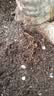 德沃多植物营养土通用10L园艺养花土种菜土壤盆栽种植土花卉有机基质土 实拍图