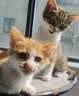 诚实一口P40全价猫粮 成猫幼猫80%高鲜肉长肉美毛养胃鸡鱼口味通用型400g 实拍图