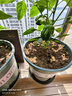 德沃多鸡粪发酵有机肥5KG通用家用种菜养花肥料果树绿植盆栽 实拍图