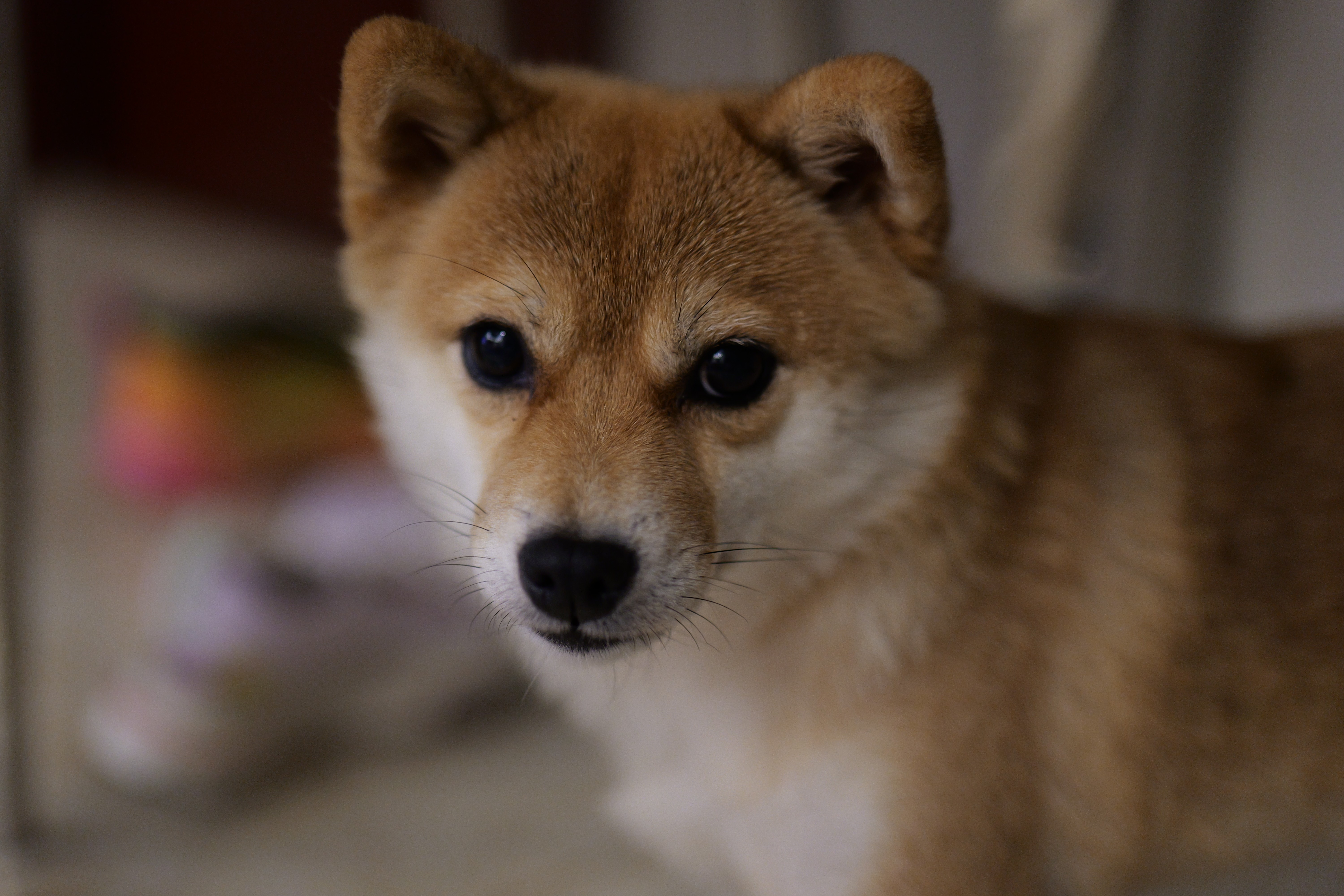 松下S5M2K+（50mm F1.8）白盒  双镜头套装 全画幅微单相机 约2420万有效像素 相位混合对焦 实拍图