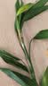 京东绿植观音竹水培植物带根花卉绿植室内盆栽带花瓶好养源头直发 实拍图