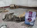 麦富迪猫粮 超肉粒冻干双拼幼猫粮免疫护肠胃 三文鱼2kg 实拍图