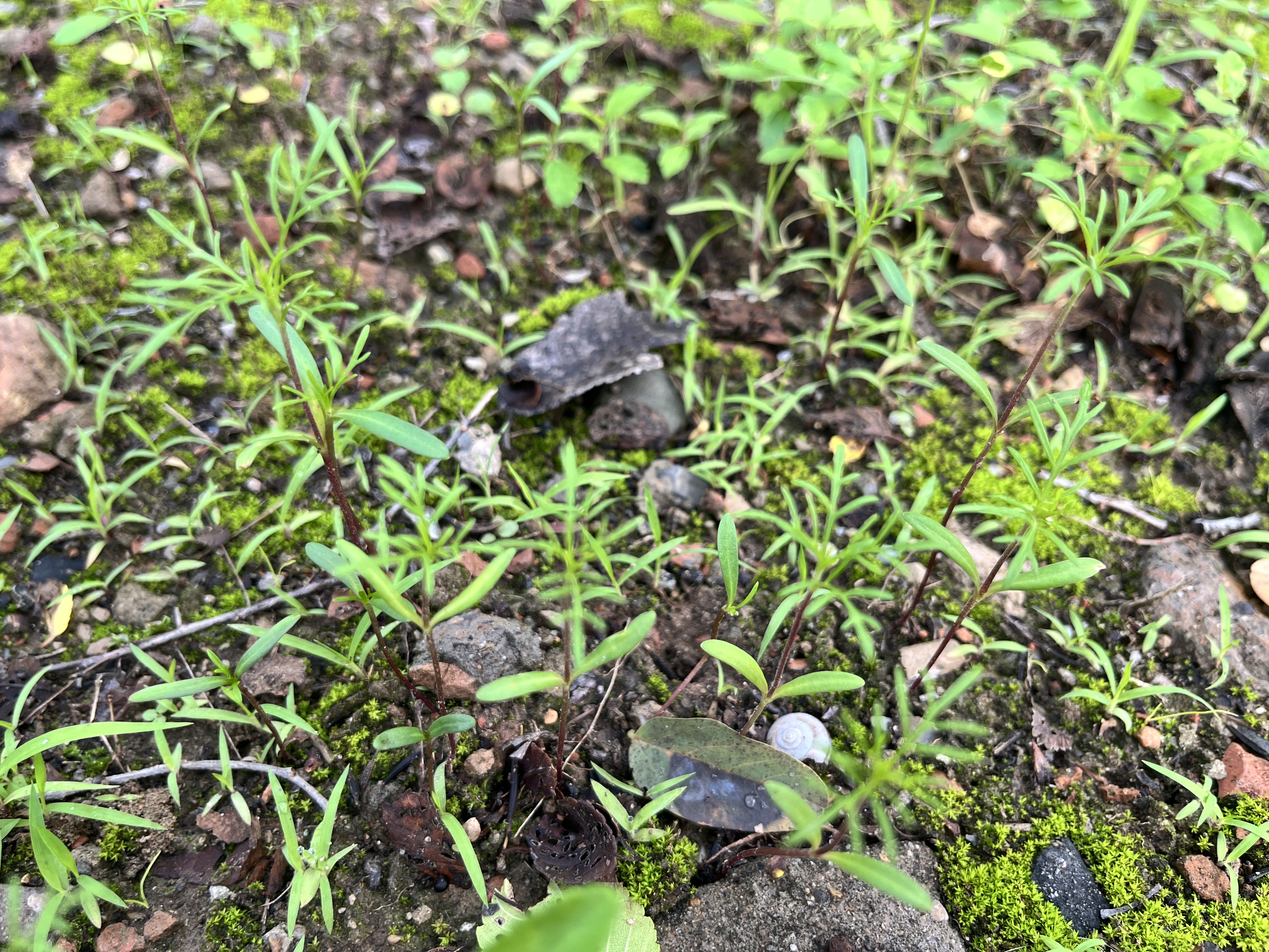 简雪花卉种子花籽四季种易活四季开花室外鲜花盆栽种植庭院室内多年生 中杆混色格桑花1斤 实拍图