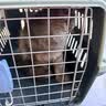 福丸 宠物除臭喷雾  猫尿便后生物酶除味剂 白茶香型 340ml 猫狗通用 实拍图