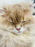 霍曼宠物烘干箱Pro 猫咪吹风机狗狗自动吹干箱底部出风快速烘干更安静 实拍图
