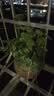 铜钱草水培植物室内办公室桌面盆栽花卉四季常青绿植净化空气懒人 铜钱草带叶子特惠款101-150+营养液【1份】 不含盆 实拍图