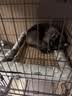 licheers猫狗窝凉席小型犬宠物猫咪睡垫夏季床垫泰迪中大型犬狗垫子 M号 实拍图