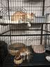 佐氏·味优猫罐头主食罐猫零食猫湿粮猫咪零食慕斯罐头猫咪罐头 85g*30罐鸡+鸽子+兔【特惠推荐】 实拍图