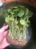 意轩铜钱草水培盆栽室内室外花卉金钱草绿植吸绿植花草植物 1盆【100根茎带叶发货不含盆】 实拍图