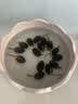 德沃多 水培植物碗莲种子籽粉千叶6包24粒水养碗莲盆栽客厅好养睡莲 实拍图