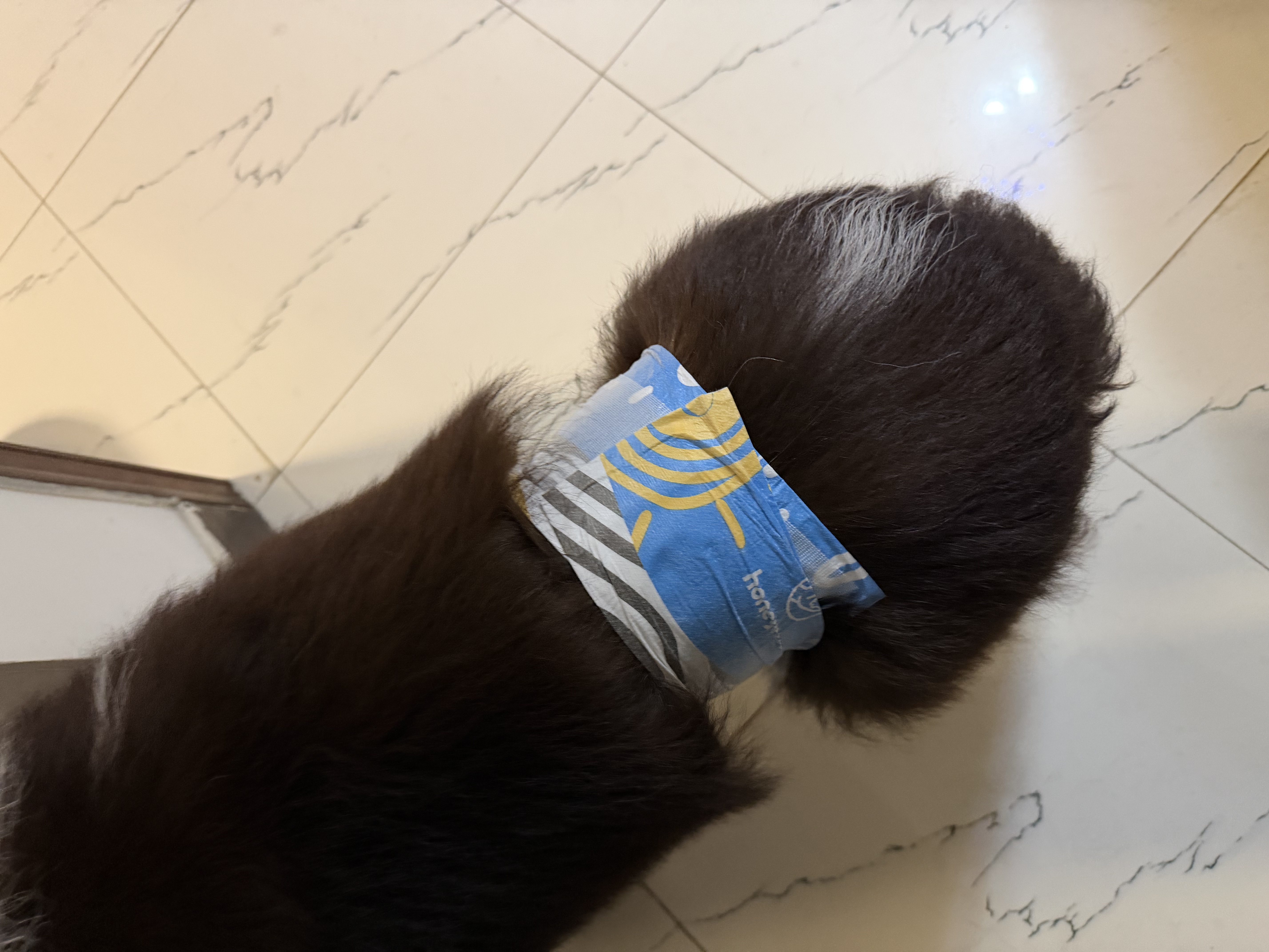 HONEYCARE好命家 狗狗纸尿裤公狗尿不湿L码13-30kg 大型犬专用 实拍图