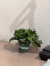 京东绿植绿萝盆栽除甲醛花卉绿植办公室新房净化空气180加仑4盆装源头直 实拍图