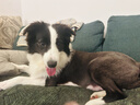 翡冷翠狗粮幼犬成犬小中大型犬粮泰迪比熊鸡肉鹿肉味大包唤醒系列A5 6Kg 实拍图