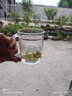 VTyee两只/单只装玻璃杯冲泡茶杯子带盖 耐热家用无铅加厚办公室杯子 zb18- 380ml 6只 实拍图