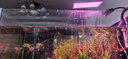 沃韦朗（VOONLINE）鱼缸灯水草灯LED全光谱草缸水族夹灯 【七色调光定时】沃韦朗夹灯25W 实拍图