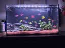 疯狂水草樱桃红雨林砂5斤装1.0-2.0mm鱼缸造景底砂 鱼缸底部沙石 鱼缸底沙 实拍图