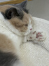皇家猫粮 英短成猫粮 BS34 通用粮 12月以上 10KG 实拍图