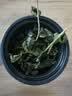 福茗源台湾冻顶乌龙茶叶 2026新茶高山茶冷泡茶叶自己喝口粮茶袋装500g 实拍图