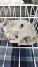 贝初众猫笼子猫咪折叠猫笼家用猫笼子双层大号猫屋宠物笼带厕所一体大猫 60*42*50cm【双层】幼猫大空间 【折叠免安装】豪华大空间/带厕所 加粗加密/真材实料 实拍图