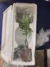 八芽发财树小盆栽花卉水培植物客厅桌面绿植室内四季招财树办公室好养 双杆发财树-小蓝瓶-含紫砂托 含盆 实拍图