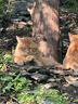 路斯冻干猫粮全价成猫幼猫粮双拼鸡肉冻干宠物猫咪天然粮 【鸡】冻干双拼猫粮2kg 实拍图