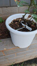 爱丽思（IRIS）Deepot花盆加厚树脂控根圆口绿萝绣球月季多肉发财树塑料加仑花盆 7号白色(口径约23.7cm)约5L 实拍图