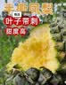 京鲜生海南金钻凤梨4.5-5斤单果900g起 新鲜菠萝水果 源头直发 实拍图