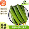 京鲜生 山东荷兰水果黄瓜 净4.5斤 单果70g+ 减脂必备源头直发 晒单实拍图