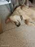 VOXCAE狗项圈大型犬狗脖圈中型犬训练户外猛犬宠物项圈金毛萨摩帆布狗圈 棕色项圈 M码-建议体重30-45斤 实拍图