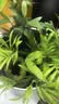 莱特莱利【可定制】防水A4哑面合成纸不干胶打印纸50张/包 铜版不干胶贴纸背胶纸标签贴纸 激光打印机适用 实拍图