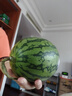 手剥皮小西瓜2K小糖丸西瓜新鲜水果薄皮西瓜脆甜手撕红肉甜瓜整箱 小糖丸3-4斤(1-2粒) 实拍图