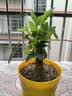发财树盆栽大植物室内办公室桌面客厅小盆景招财树苗绿植花卉盆栽 小单杆发财树 2-3cm【原盆】 【送肥料】 实拍图