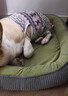 【京东快递】猫窝狗窝四季中大犬垫子隔凉狗狗宠物窝垫可拆洗沙发 草绿色 XL- 75*60cm 适合30斤内宠物 实拍图
